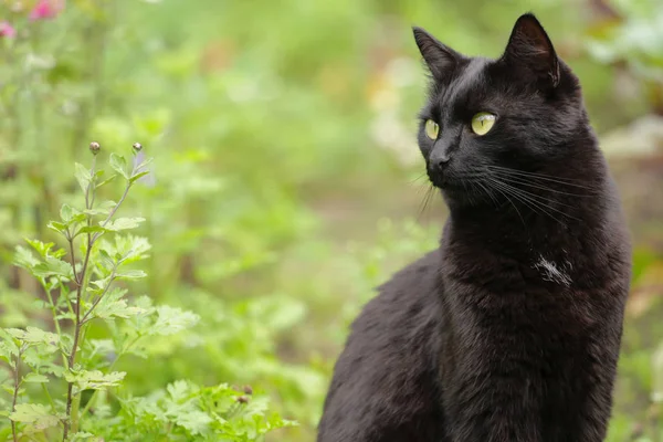 Mooi Bombay Zwart Kattenportret Met Gele Ogen Natuur Copyspace Kijkt — Stockfoto