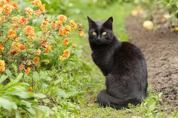 Piękny Bombay Czarny Kot Ogrodzie Kwiatami Zewnątrz Natura — Zdjęcie stockowe