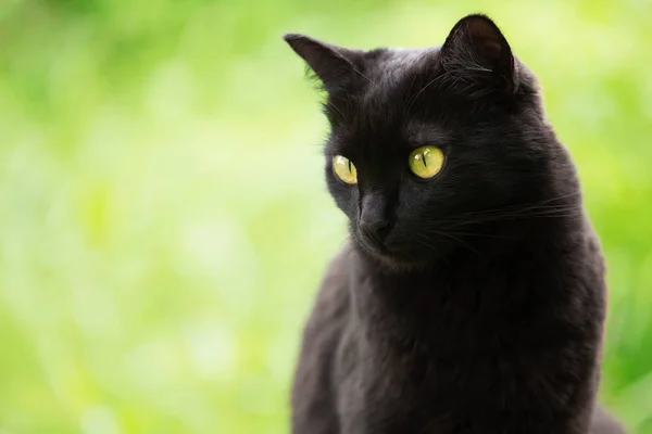 Cute Bombay Czarny Kot Portret Żółtymi Oczami Zbliżyć Zielonym Tle — Zdjęcie stockowe