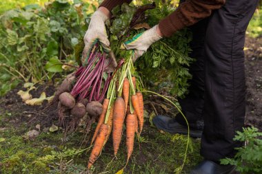 Bahçede pancar ve havuç tutan eldivenli çiftçi elleri