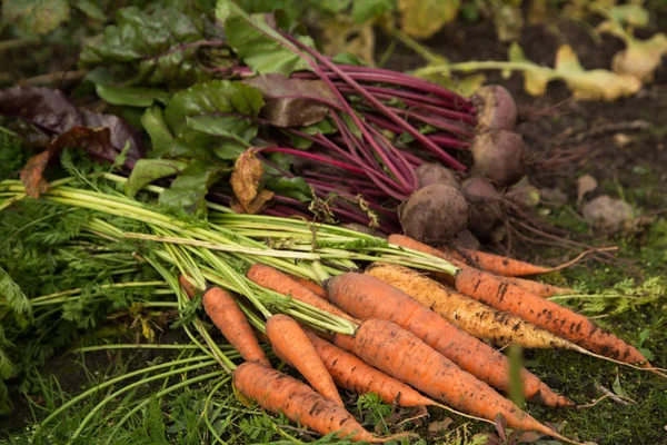 Cosecha Verduras Ecológicas Jardín Ramo Remolacha Zanahoria — Foto de Stock