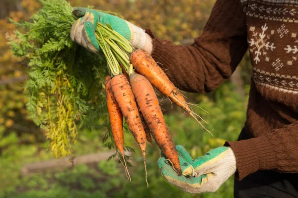 庭でニンジンの束を保持手袋で農家の手 — ストック写真