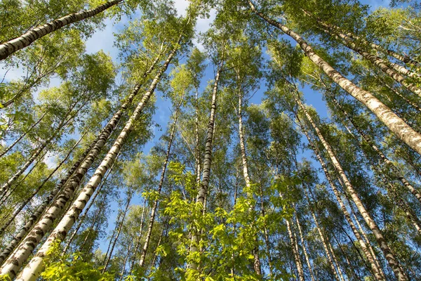 Летняя Весна Зеленые Деревья Листвы Леса Против Голубого Неба Облаками — стоковое фото