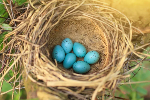 Seis Huevos Azules Nido Naturaleza Acercan Luz Del Sol — Foto de Stock