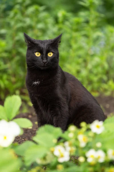 Gracioso Sorprendido Bombay Gato Negro Con Ojos Amarillos Mirada Atenta — Foto de Stock