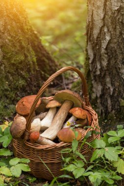 Güneş ışığında yenilebilir mantar porcini sepette. Doğa, orman.