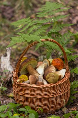 Ot ve eğreltiotu içinde sepette yenilebilir mantar porcini. Doğal, orman.