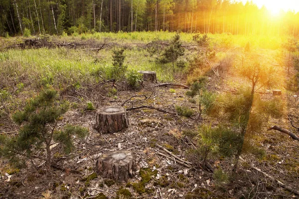 Stump Lesie Świetle Słonecznym Wycinanie Lasów Niszczenie Lasów Koncepcja Problemu — Zdjęcie stockowe