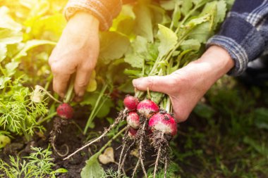 Bahçede organik turp hasat eden çiftçi elleri