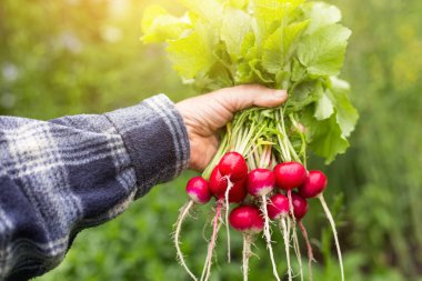 Çiftçi elleri bahçede güneş ışığında turp demetini tutuyor. Organik taze sebzeler