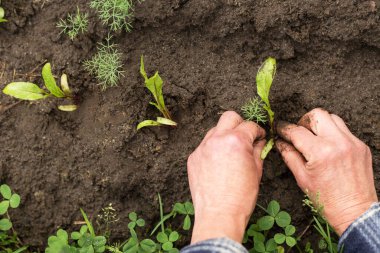 Çiftçi elleri bahçedeki toprağa pancar tohumu tohumu ekiyor