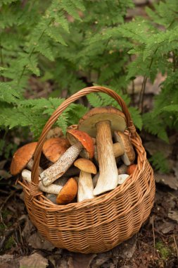 Ormanda hasat edilebilir taze mantarlar hasat sepetinde