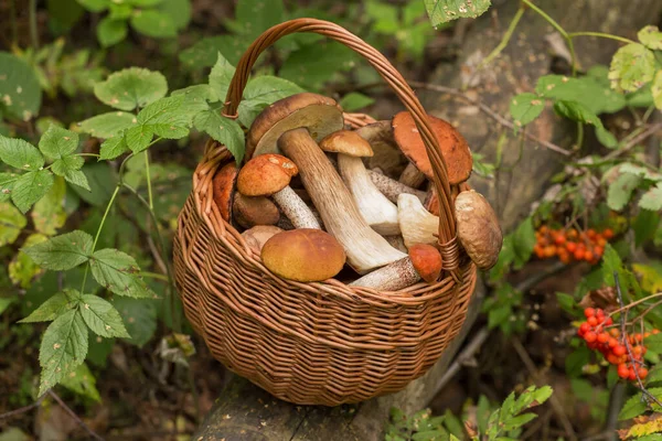 Ormanda hasat edilebilen porcini mantarları hasat sepetinde.