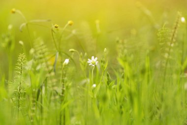 Yeşil çimlerle kaplı doğa arka planı ve çayırlarda çiçekler. Gün ışığında güzel bir bokeh etkisi.
