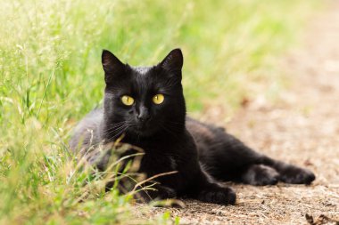Güzel Bombay siyah kedi portresi. Sarı gözlü ve dikkatli bakışlı. Açık havada yeşil çimlerde uzanıyor.