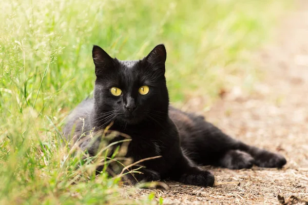 Güzel Bombay siyah kedi portresi. Sarı gözlü ve dikkatli bakışlı. Açık havada yeşil çimlerde uzanıyor.