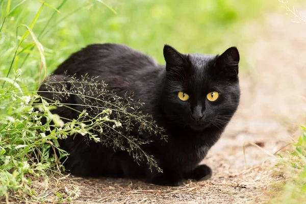 美丽的孟买黑猫肖像画 黄色的眼睛 锐利聪明的外表 躺在大自然的绿草中 — 图库照片