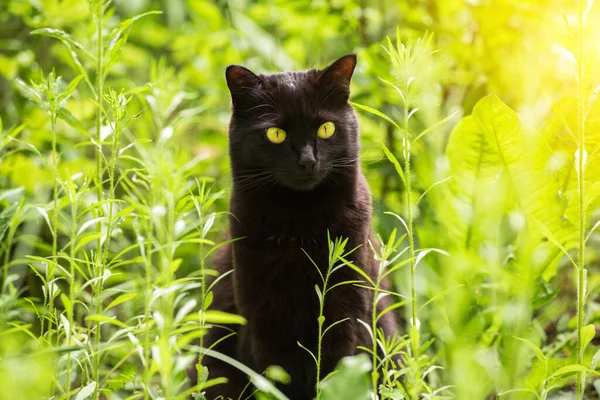 黄色の目と太陽の下で自然の中で緑の芝生の中で気配りの外観と美しいボンベイ黒猫の肖像画 — ストック写真