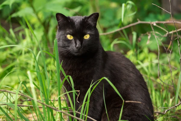 黄色の目と気配りのスマートルックと美しいボンベイ黒猫の肖像画は 自然の中で緑の草の中に座って — ストック写真