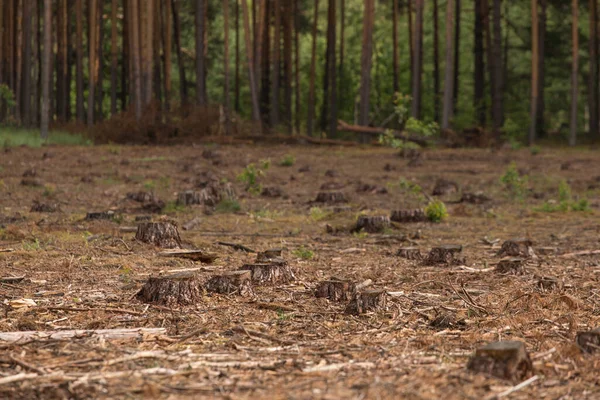 Wycinanie Lasów Niszczenie Lasów Wiele Pni Ścinać Sosny Leśnej Okolicy — Zdjęcie stockowe