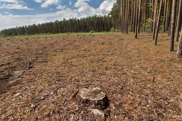 Wycinanie Lasów Niszczenie Lasów Koncepcja Problemu Ekologicznego Kawałek Sosny Upadanie — Zdjęcie stockowe