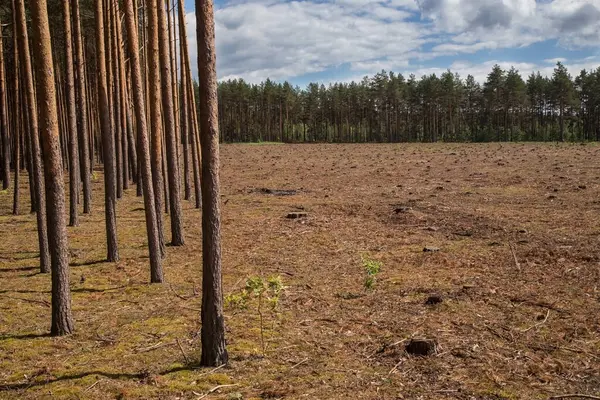 Wycinanie Lasów Niszczenie Lasów Koncepcja Problemu Ekologicznego Upadanie Drzew — Zdjęcie stockowe