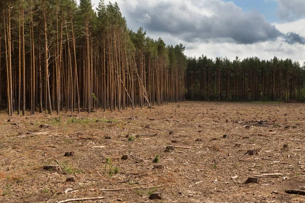 Wycinanie Lasów Niszczenie Lasów Środowisku Naturalnym Wiele Kikutów Ścinanych Sosen — Zdjęcie stockowe