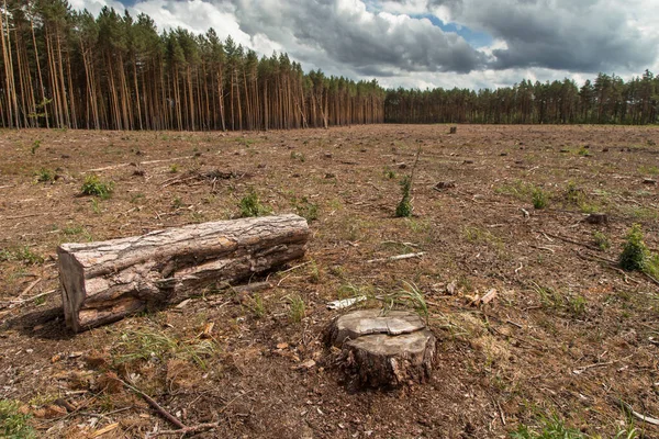 Wycinanie Lasów Niszczenie Lasów Wytnij Sosnę Lesie Upadanie Drzew Lesie — Zdjęcie stockowe