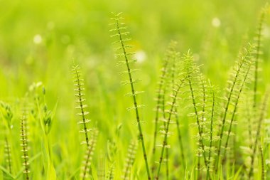 Taze yeşil çimenleri ve güneş ışığında at kuyruğu bitkileri olan doğa arkaplanı çok güzel bokeh etkisi yapar.
