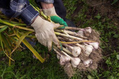 Sarımsak. Bahçede çiftçilerin ellerinde taze organik sarımsak hasadı