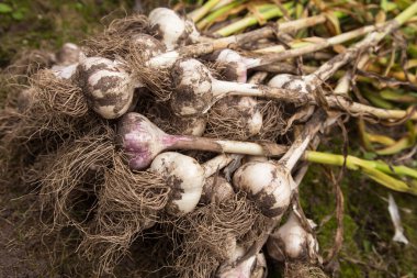 Bahçede taze organik sarımsak hasadı. Yakın plan.