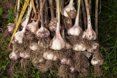 Sarımsak. Doğadaki bahçede taze organik sarımsak hasadı.