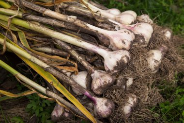 Sarımsak. Doğadaki bahçede taze organik sarımsak hasadı.