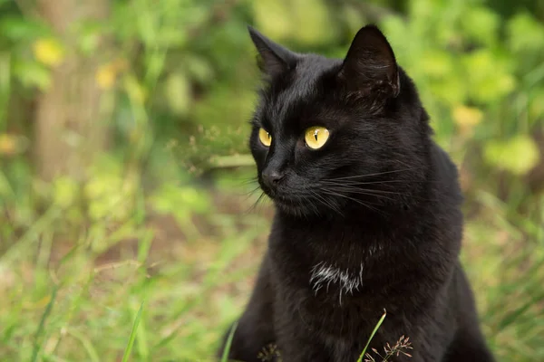 Beautiful Bombay Black Cat Portrait Yellow Eyes Attentive Look Green — Stock Photo, Image