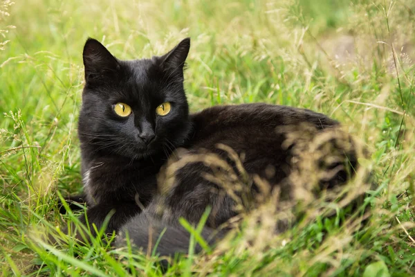 Beautiful Bombay Black Cat Portrait Yellow Eyes Lie Outdoors Green — Stock Photo, Image