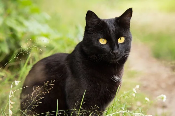 Beautiful Bombay Black Cat Portrait Yellow Eyes Attentive Look Green — Stock Photo, Image