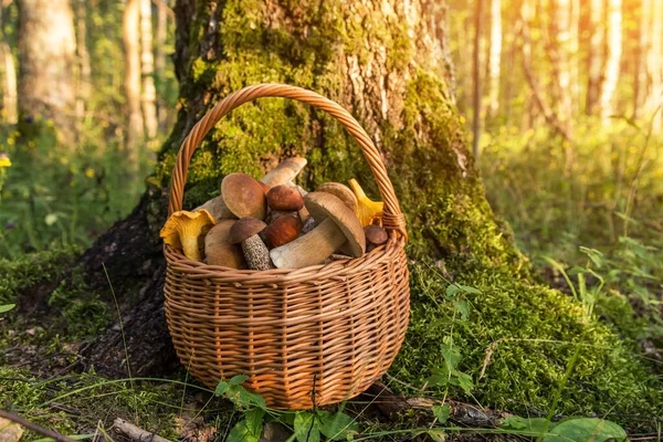 Jadalne Grzyby Porcini Wiklinowym Koszu Mech Lesie Świetle Słonecznym Natura — Zdjęcie stockowe