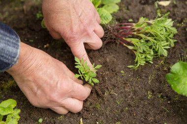 Bahçıvan elleri bahçedeki toprağa genç bitkiler ekiyor.