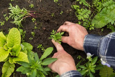 Bahçıvan elleri bahçedeki toprağa genç bitkiler ekiyor.