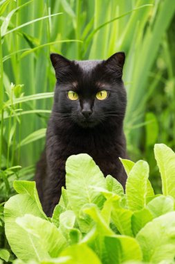 Güzel Bombay siyah kedi portresi, sarı gözlü. Kedi çimenlerde oturur, bitki bahçelerde.