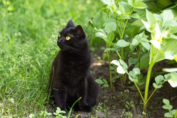 Beautiful Bombay Black Cat Yellow Eyes Cat Sit Green Grass — Stock Photo, Image