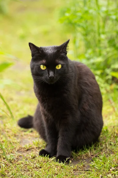 Mooie Bombay Zwarte Kat Met Gele Ogen Kat Zitten Buiten — Stockfoto