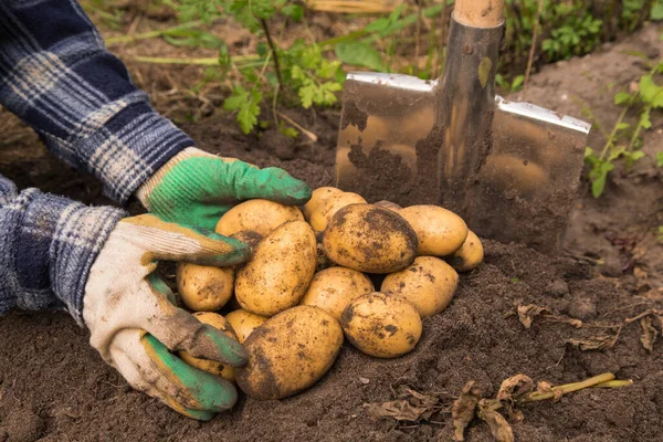 Organic potato harvest in garden. Farmer hands in gloves with freshly harvested potato close up