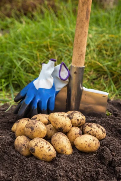 Frisch Geerntete Bio Kartoffelernte Auf Boden Garten — Stockfoto