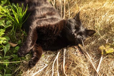 Uyuyan kedi. Bombay kara kedi portresi sonbahar doğasında kuru çimenlerde yatar ve dışarıda uyur.