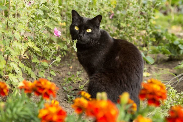 秋の庭には黄色い目をした黒い猫が自然界に花を咲かせます — ストック写真