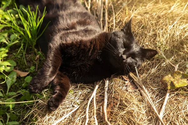 Uyuyan kedi. Bombay kara kedi portresi sonbahar doğasında kuru çimenlerde yatar ve dışarıda uyur.