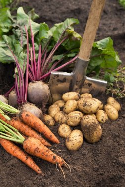 Bir demet organik pancar ve havuç, bahçedeki toprakta taze toplanmış patates. Sonbahar sebze hasadı, tarım.