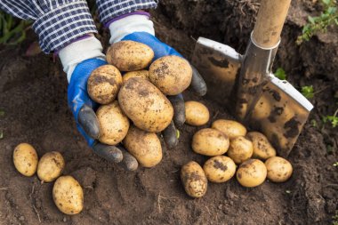 Çiftçi elleri organik patatesleri yakın mesafeden topluyor. Çiftçilik