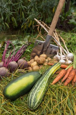 Bahçedeki çimlerde taze çiğ organik sebzeler. Sonbahar hasadı, tarım.